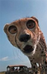 Surprised cheetah Meme Template