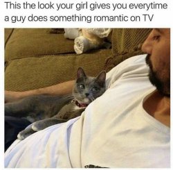 Cat giving funny look at owner Meme Template