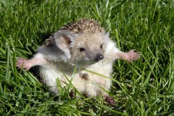Hedgehog sil vous plait Meme Template