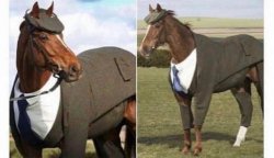 horse in a suit Meme Template