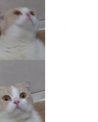 Munchkin cat meme Meme Template