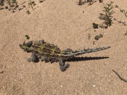 Thorny Devil WA Meme Template