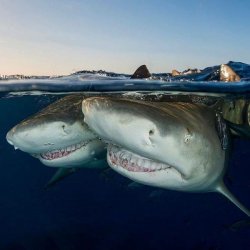 Sharks laughing Meme Template