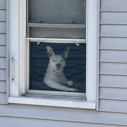 Window Dog Meme Template