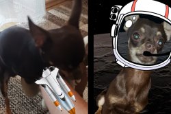 $CHIHUA Rocket Fueling Meme Template