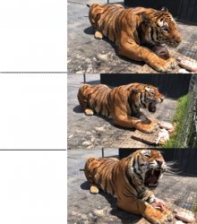 Alcyone a Siberian Tiger Meme Template