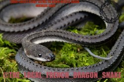 the_local_french_dragon_snakes announcement template Meme Template