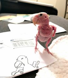 Bird featherless looks oven-ready Meme Template