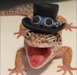 Gecko with top hat Meme Template