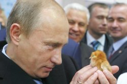 Putin vs. chicken Meme Template