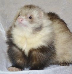 HumanFerret Meme Template