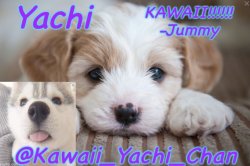 Yachis temp (made by Jummy gummy) Meme Template