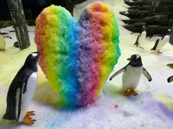 gay penguins Meme Template