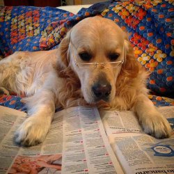 Dog reading newspaper 3 Meme Template
