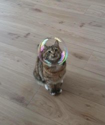 Cat and bubble Meme Template