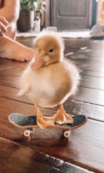 A duck riding a skate board Meme Template
