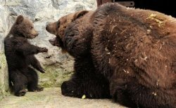 Bear mama angry with baby bear Meme Template