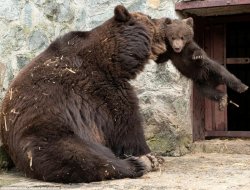 Bear baby rough discipline from mama bear Meme Template