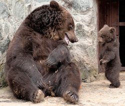 Bear cub getting rough discipline from mama bear 2 Meme Template