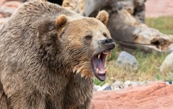 Bear mama yelling for bear cub Meme Template