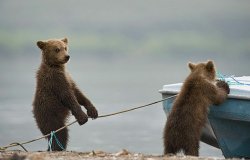 Bear planning on pranking other bear cub Meme Template
