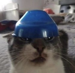 Cat's Bowl Hat Meme Template