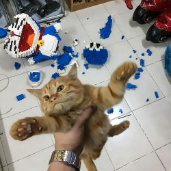 Cat destroys model Meme Template