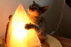 Cat hugging salt lamp Meme Template