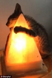 Cat hugging salt lamp 6 Meme Template
