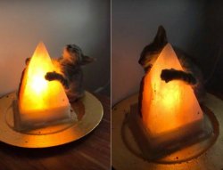 Cat hugging salt lamp 2 frames 4 Meme Template