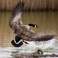 angry goose Meme Template