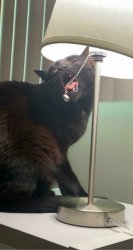 Cat with lamp chain in mouth Meme Template
