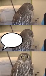 Owl Meme Template