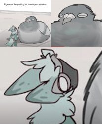 pigon of the parking lot Meme Template