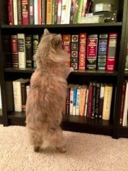 Cat Bookshelf Meme Template