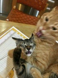 Cat choking other cat Meme Template