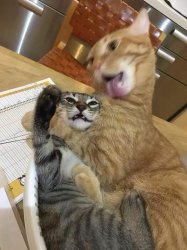 Cat choking other cat 2 Meme Template