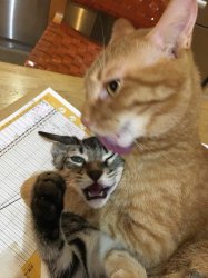 Cat choking other cat 3 Meme Template