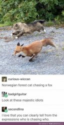 Norwegian forest cat chasing a fox Meme Template
