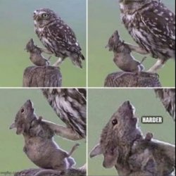 Owl choking mouse harder Meme Template