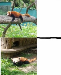 Red Panda Sleep Awake Meme Template