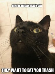 friday black cat Meme Template