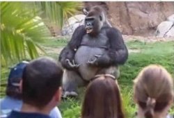 Gorilla: gorilla talks Meme Template