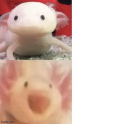 Axolotl Meme Template