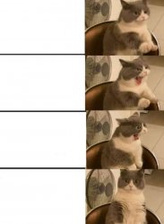 Impatient cat Meme Template