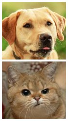 Dog vs Cat Meme Template