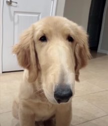 A dog that has a long nose Meme Template
