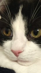 GomaChan Meme Template
