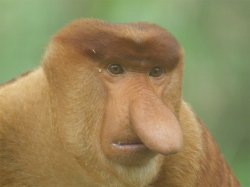 This Monkey is a liar Meme Template