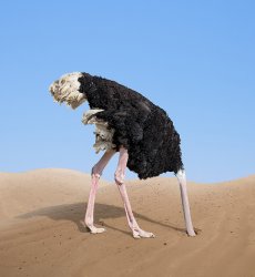 Ostrich Head in Sand Meme Template